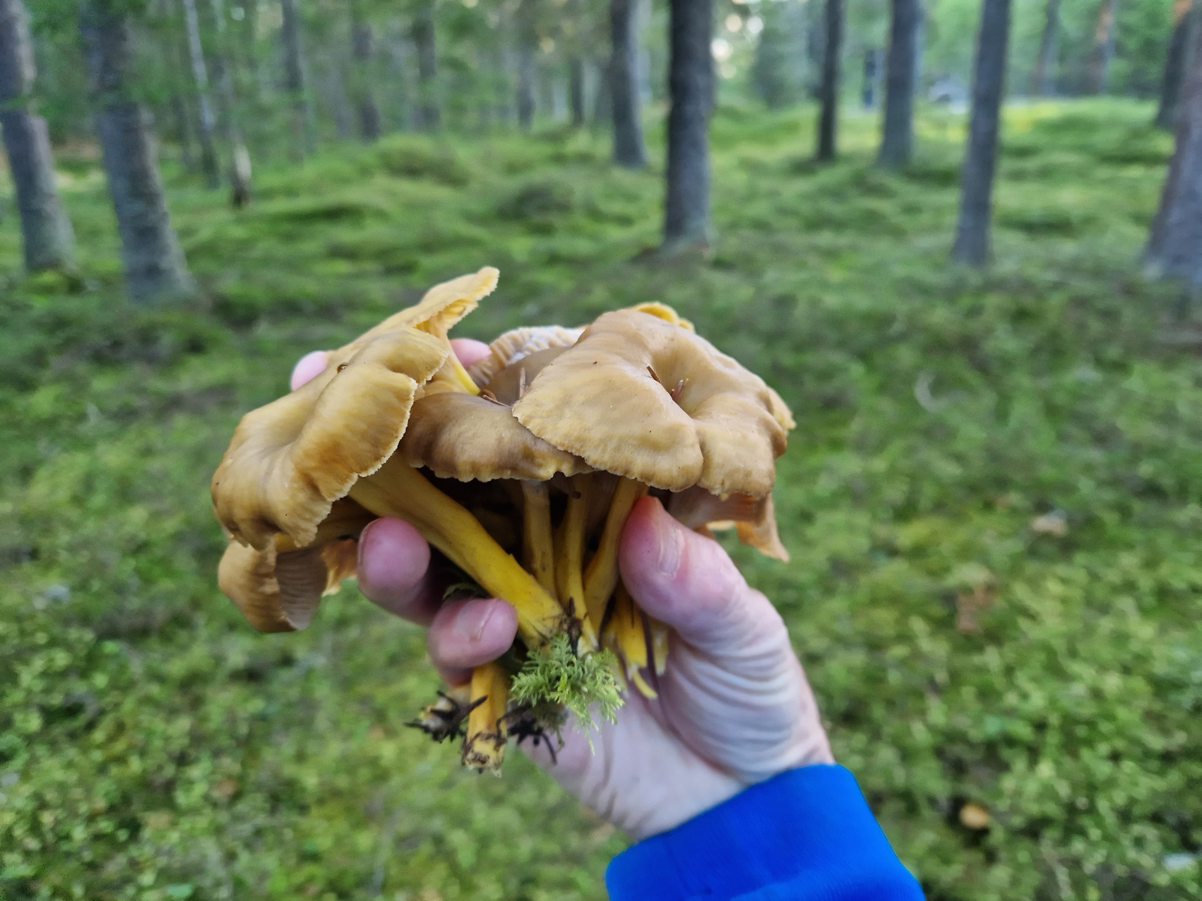 Turorienteringssesongen er avsluttet, men fortsett med turer i Lillomarka!
